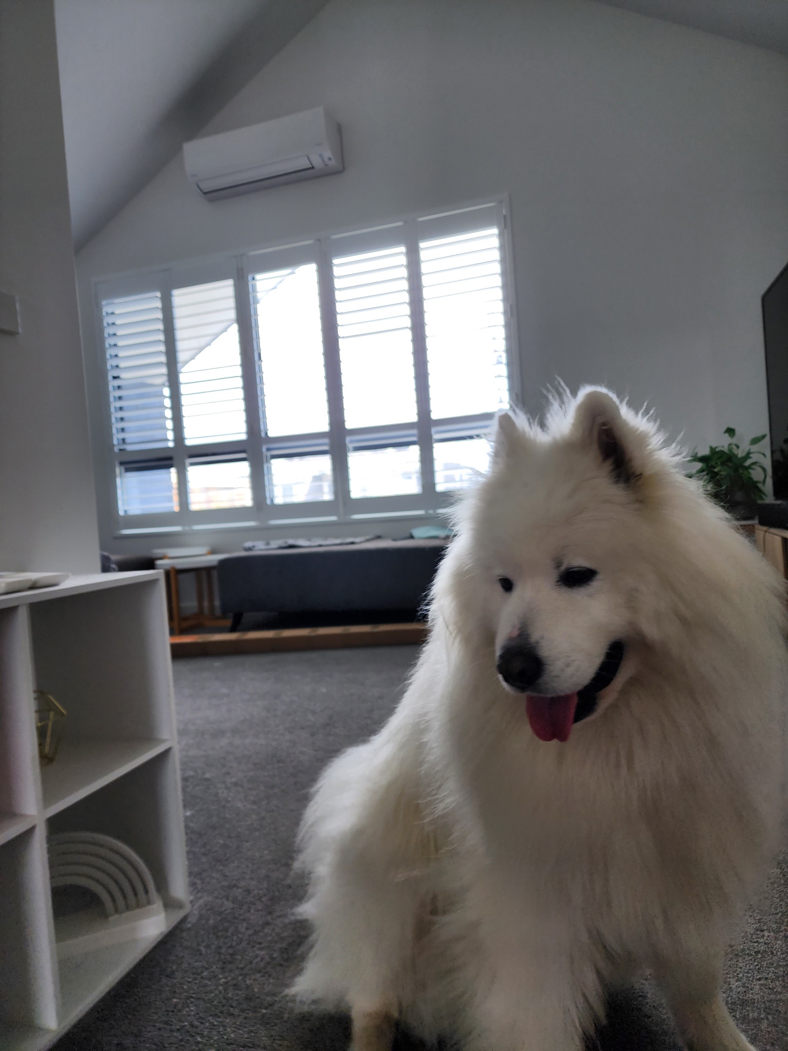 Full-Height Shutters for a Modern Duplex — photo 3